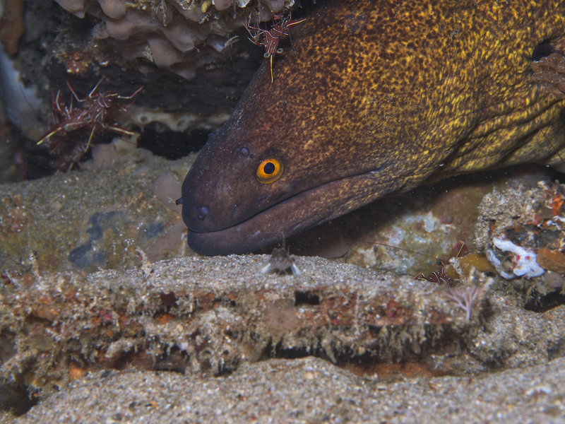Moray eel, Sabang Wreck